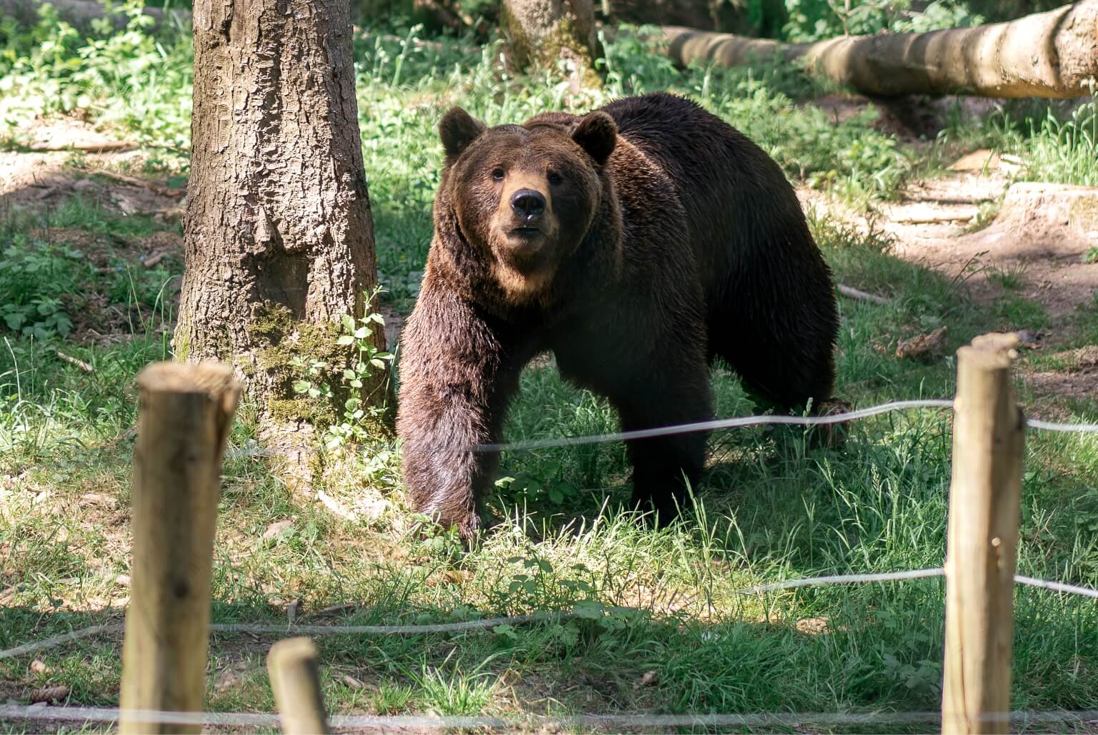 Ours